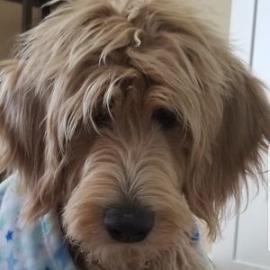 Meet your Posher, Fozzy